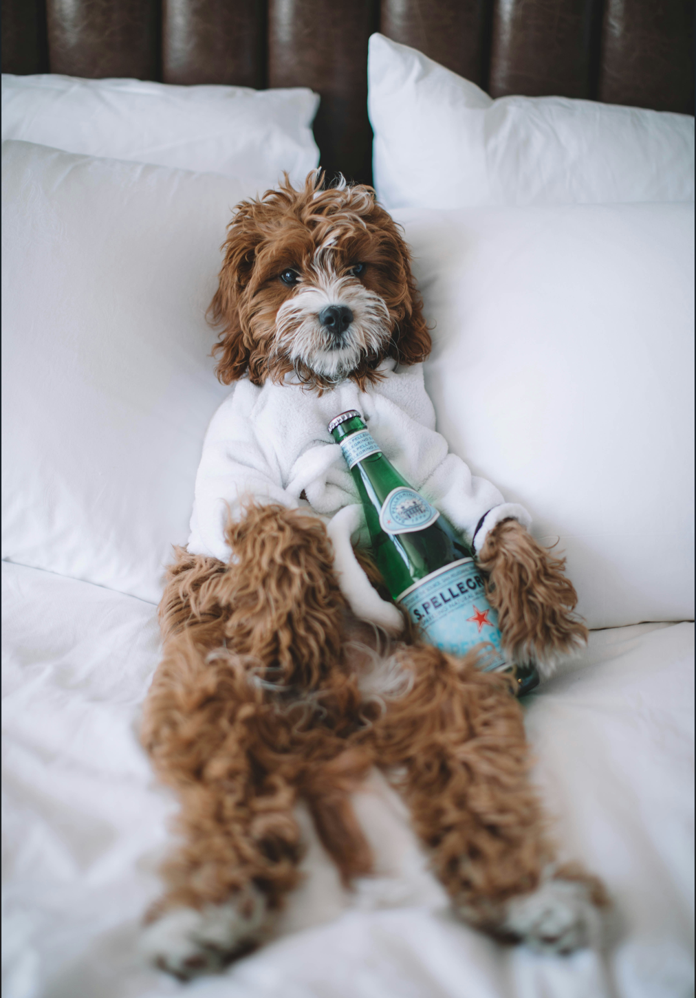 🐾 Mascotas con Pasaporte: El Boom del Viaje Pet-Friendly y el Impacto en Hoteles y Viajeros